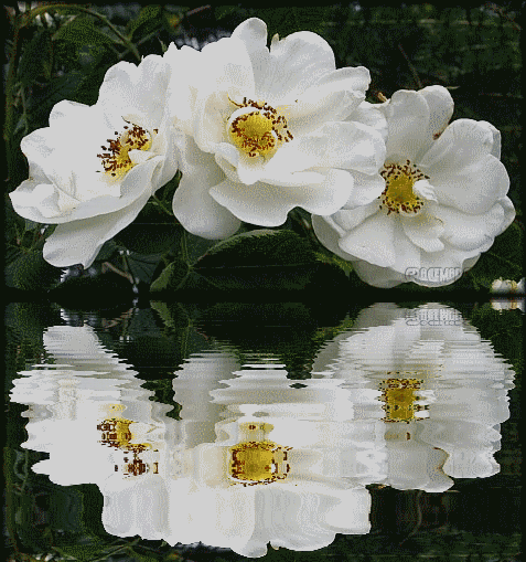 Gift animadas rosas blancas - Imagui