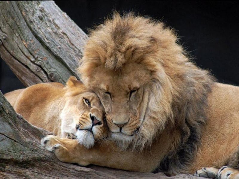 [Imagen: foto_magic_gallery+love+leones+animales.jpg]